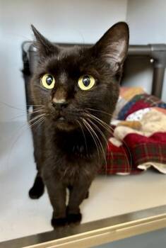 CANOLI -  Domestic Long Hair Cat for Adoption in Kalamazoo, Michigan - CANOLI | PetCurious
