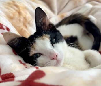 Sandals (try me on) -  Calico and Domestic Short Hair Cat for Adoption in Houston, Texas - Sandals (try Me On) | PetCurious
