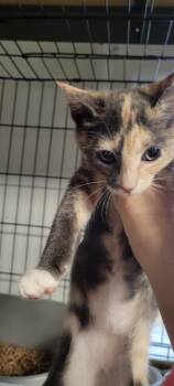 Domestic Medium Hair Cats Available for Adoption - 2025-157 Acorn - In Foster | PetCurious
