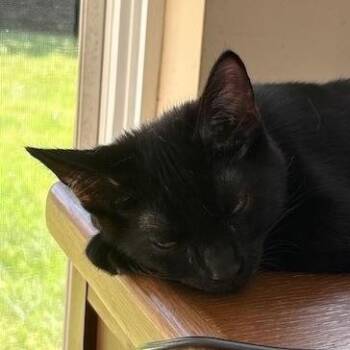 Rescue Domestic Short Hair Cats for Adoption in Denver, North Carolina - Luigi | PetCurious