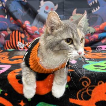 Juliet -  Domestic Long Hair Cat for Adoption in Fairmont, Minnesota - Juliet | PetCurious