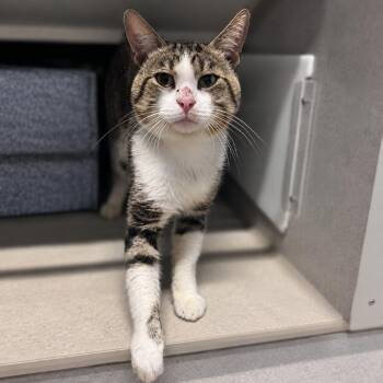 Fruit Stripe Gum -  Domestic Short Hair Cat for Adoption in Austin, Texas - Fruit Stripe Gum | PetCurious