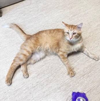 Domestic Medium Hair Cats Available for Adoption in Arlington, Washington - Tony | PetCurious