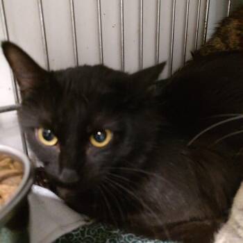 C46619 -  Domestic Long Hair Cat for Adoption in Corsicana, Texas - C46619 | PetCurious