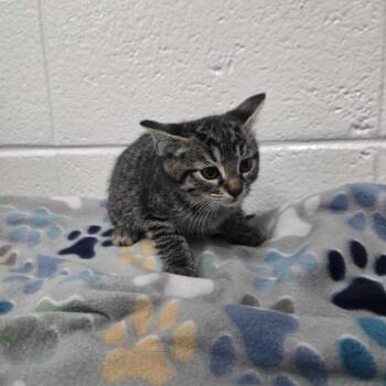 Macaroni and Bees -  Domestic Medium Hair Cat for Adoption in Spruce Pine, North Carolina - Macaroni And Bees | PetCurious