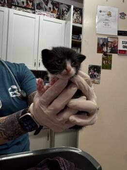 Domestic Short Hair Cats Available for Adoption in Columbus, Indiana - Munster | PetCurious