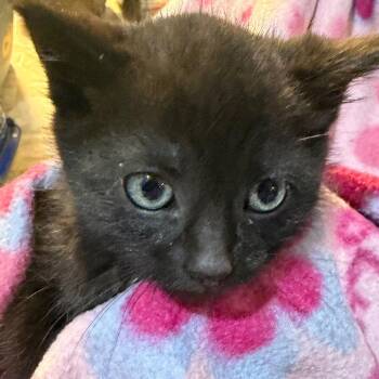 Salome -  Domestic Short Hair Cat for Adoption in Waldorf, Maryland - Salome | PetCurious