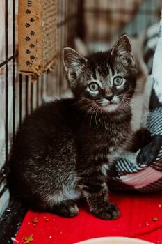 Spritz -  Domestic Short Hair Cat for Adoption in Le Mars, Iowa - Spritz | PetCurious