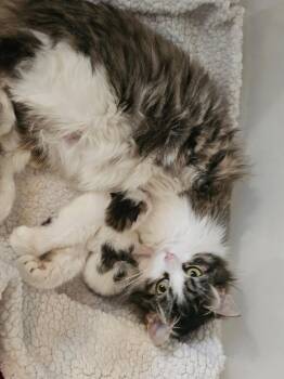 Stormy -  Domestic Long Hair Cat for Adoption in Grand Rapids, Michigan - Stormy | PetCurious