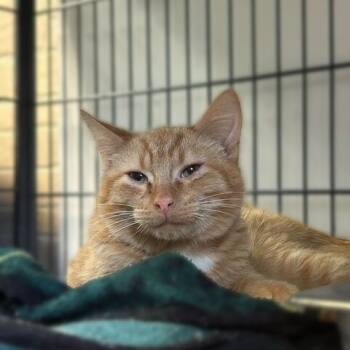 Rescue Domestic Short Hair Cats for Adoption in Davenport, Iowa - Psymon | PetCurious