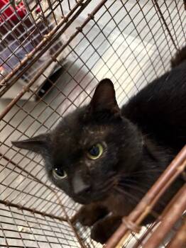 Domestic Short Hair Cats Available for Adoption in Clarksville, Tennessee - Nico | PetCurious