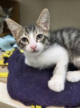 Reuben -  Domestic Short Hair Cat for Adoption in Bellevue, Washington - Reuben | PetCurious