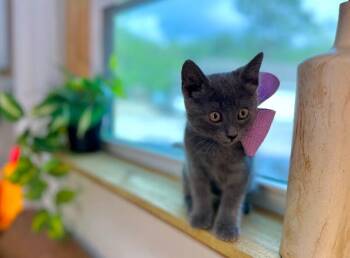 Russian Blue and Domestic Short Hair Cats Available for Adoption in Friendswood, Texas - Juju Cloudpuff Sparklepounce | PetCurious