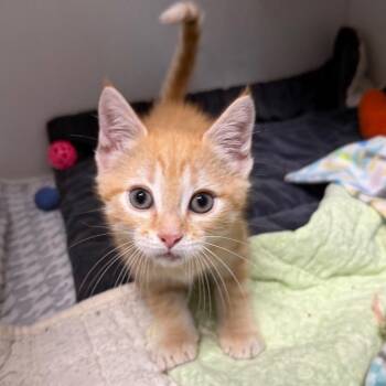 Soup Man -  Domestic Short Hair Cat for Adoption in Waynesville, North Carolina - Soup Man | PetCurious