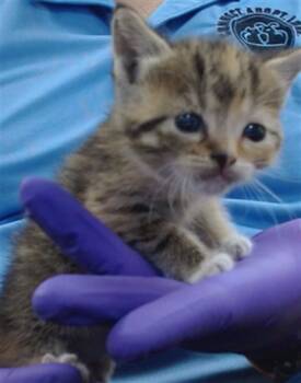 Domestic Short Hair Cats Available for Adoption in Doral, Florida - BEYONCE | PetCurious