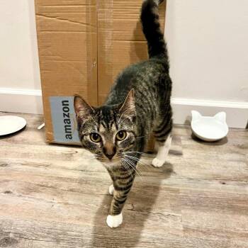 Domestic Short Hair Cats Available for Adoption - Mishka | PetCurious