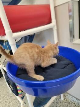 Apricot -  Domestic Short Hair Cat for Adoption in Fergus Falls, Minnesota - Apricot | PetCurious