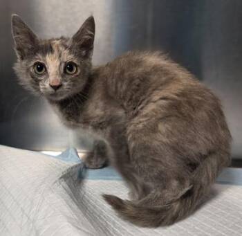 Davina -  Domestic Short Hair Cat for Adoption in Fresno, California - Davina | PetCurious