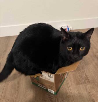 Domestic Short Hair Cats Available for Adoption - James Pawkins | PetCurious