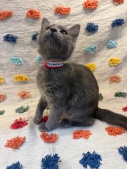 Cindy Clawford PA -  Domestic Medium Hair Cat for Adoption in Denham Springs, Louisiana - Cindy Clawford PA | PetCurious
