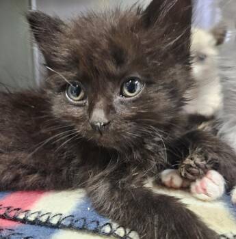 Matilda -  Domestic Medium Hair Cat for Adoption in Galesville, Wisconsin - Matilda | PetCurious
