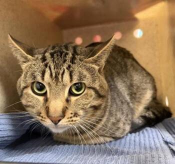 Domestic Short Hair Cats Available for Adoption in Fairfax, Virginia - Sushi (& Omalie) | PetCurious
