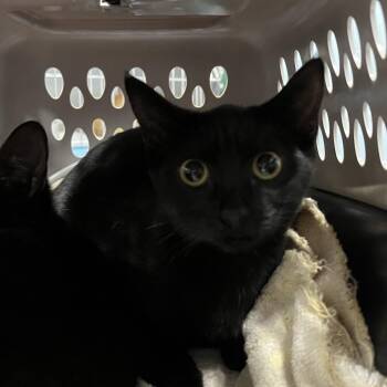Peach (white) -  Domestic Short Hair Cat for Adoption in Greensboro, North Carolina - Peach (white) | PetCurious