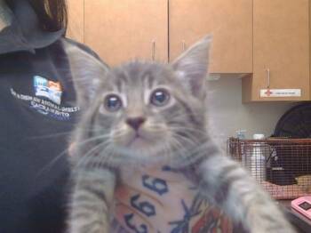 MERLOT -  Domestic Short Hair Cat Available for Adoption in Sacramento, California - MERLOT | PetCurious