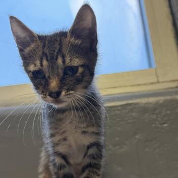 Domestic Short Hair Cats Available for Adoption in Tuscaloosa, Alabama - TUSC-Stray-84584 | PetCurious