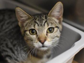 Tammy -  Domestic Short Hair Cat for Adoption in Portland, Oregon - Tammy | PetCurious