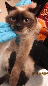 Mela(633) -  Domestic Short Hair Cat for Adoption in Marietta, Georgia - Mela(633) | PetCurious