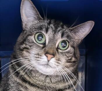 Scarlet -  Domestic Short Hair Cat for Adoption in Sault Ste. Marie, Michigan - Scarlet | PetCurious