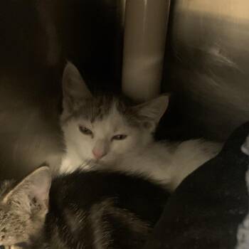 Juliet -  Domestic Short Hair Cat for Adoption in West Palm Beach, Florida - Juliet | PetCurious