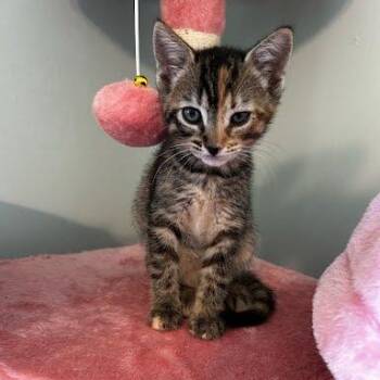 Moxie -  Domestic Short Hair Cat for Adoption in Chattanooga, Tennessee - Moxie | PetCurious