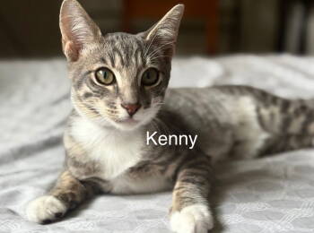 Rescue Domestic Short Hair and Tabby Cats for Adoption in Campbell, California - Kenny | PetCurious