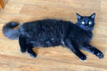 Derpy -  Domestic Medium Hair Cat for Adoption in Anchorage, Alaska - Derpy | PetCurious