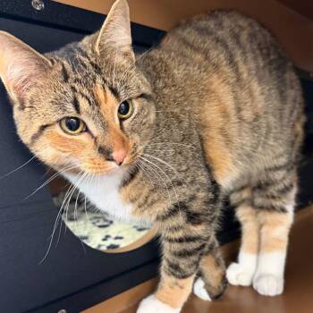 Domestic Short Hair Cats Available for Adoption in Middlebury, Vermont - Cardi B | PetCurious