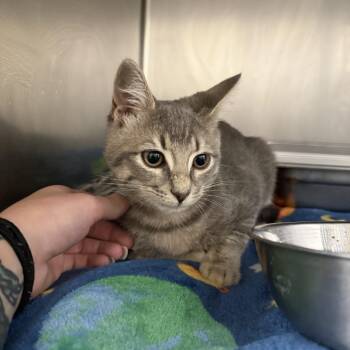 Kit Kat -  Domestic Short Hair Cat for Adoption in Gloucester, Virginia - Kit Kat | PetCurious