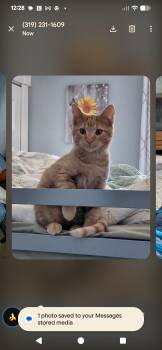 Domestic Short Hair Cats Available for Adoption in Waterloo, Iowa - Gary | PetCurious