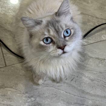 Ragdoll Cats Available for Adoption - Amiram | PetCurious