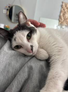 Domestic Short Hair Cats Available for Adoption in Cincinnati, Ohio - Sourdough Starter | PetCurious