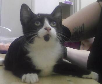 Toucan -  Domestic Short Hair Cat for Adoption in Dayton, Minnesota - Toucan | PetCurious
