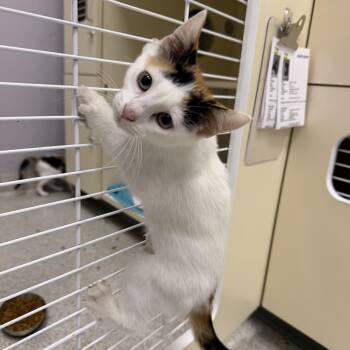 Portia -  Domestic Short Hair Cat for Adoption in Cooperstown, New York - Portia | PetCurious