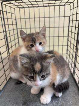 SASSY -  Domestic Short Hair Cat for Adoption in Fort Myers, Florida - SASSY | PetCurious