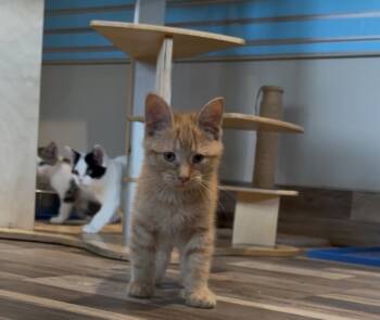 Chili -  Domestic Short Hair Cat for Adoption in Osseo, Michigan - Chili | PetCurious