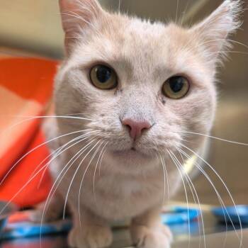 Domestic Short Hair Cats Available for Adoption - Nicholas Barbell | PetCurious