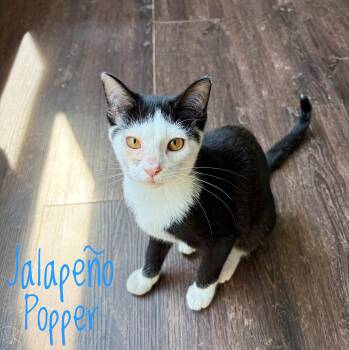 Jalapeño Popper -  Domestic Short Hair Cat for Adoption in Bethel, Ohio - Jalapeño Popper | PetCurious