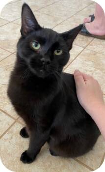 Rescue Domestic Short Hair Cats for Adoption in Grand Junction, Colorado - Cherry Pepper | PetCurious