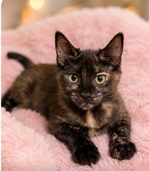 Ferna -  Domestic Short Hair Cat for Adoption in Battle Ground, Washington - Ferna | PetCurious