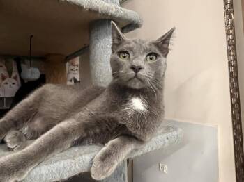Domestic Short Hair Cats Available for Adoption - Costello | PetCurious